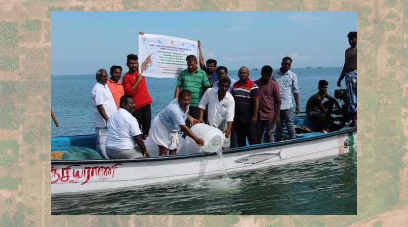Sea ranching of green tiger shrimp seeds by Mandapam Regional Centre