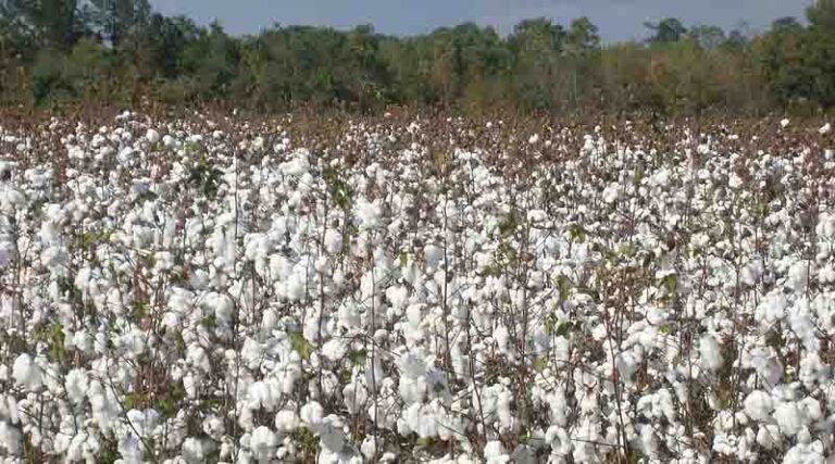 One Nation One Ration Card & India’s Agricultural Exports