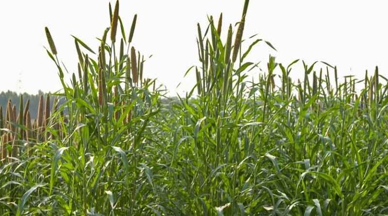 Two pearl millet varieties with superior forage yields released in India