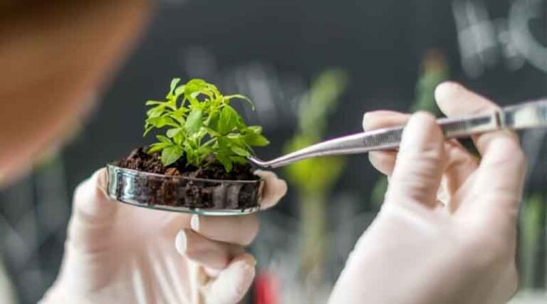 Biostimulants for Plants – Giving Nature a Nudge!