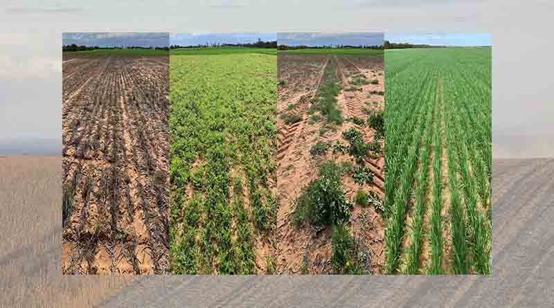 Australia: New GRDC project to assess economics of fallow