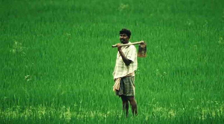 Fourth advance estimates for 2021-22 of major agriculture crops released