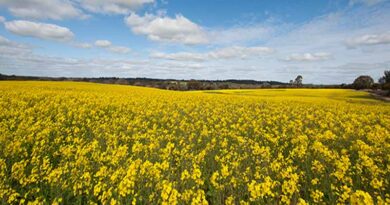 Agricultural Weather Forecasting Services