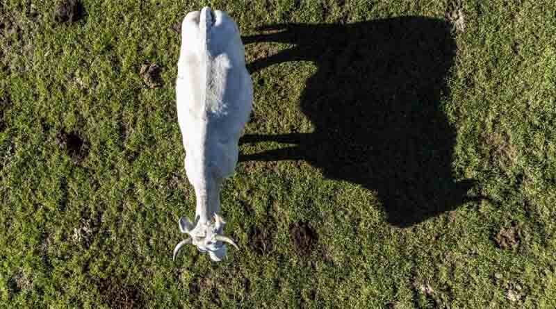 Global food commodity prices decline in July