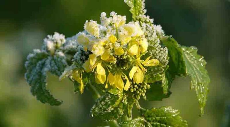 Mustard seed