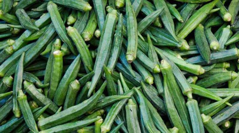 High yielding and export quality ladyfinger variety Radhika