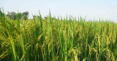 Farmers can apply online till August 25 to avail machines under Crop Residue Management