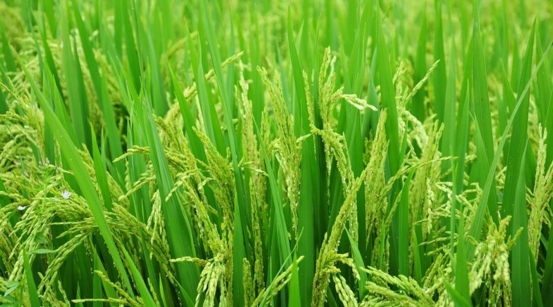 Eleven new and improved rice varieties released in Burundi