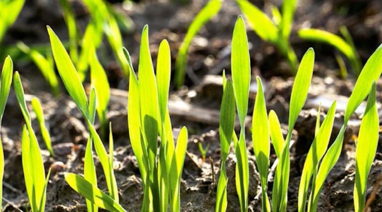 Companies selected to help boost seed sector