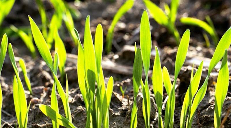 Companies selected to help boost seed sector
