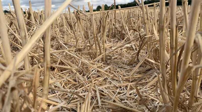 Stubble to stubble grass weed control