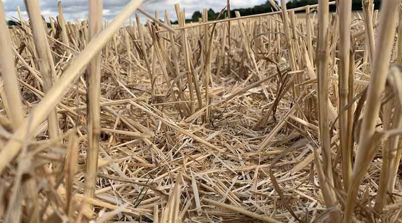Stubble to stubble grass weed control