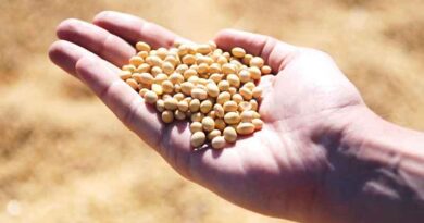 Soybean varieties
