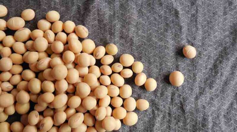 Soybean