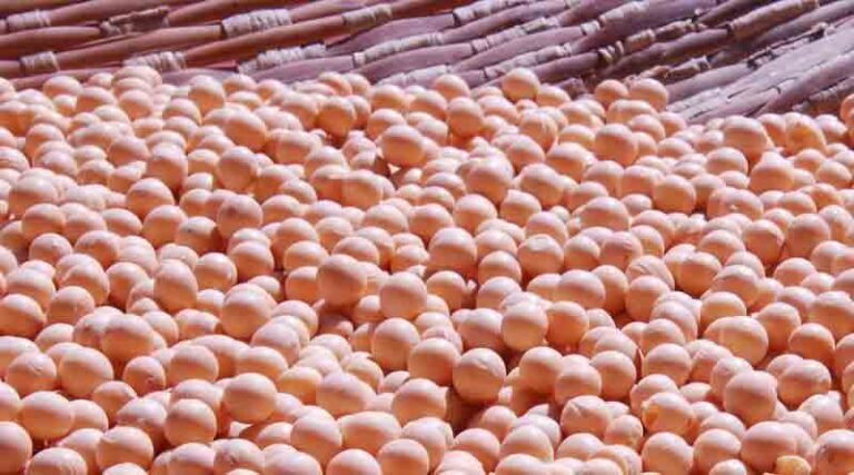 Soybean