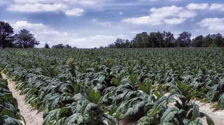 Alternatives for Tobacco Farmers