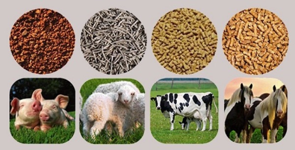 Animal feed imports up to 3.1 billion USD