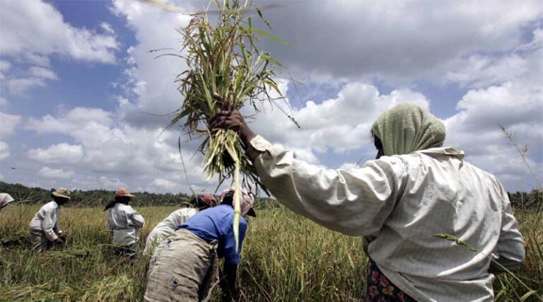 Food insecurity in Sri Lanka likely to worsen amid poor agricultural production, price spikes and ongoing economic crisis, FAO and WFP warn