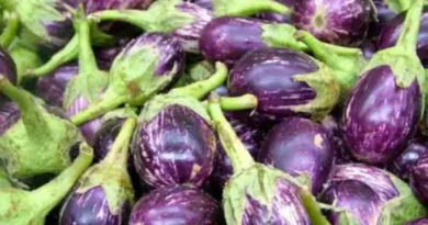 Brinjal Varieties Suitable for growing in Kharif in Uttarakhand (Plains and Hill)