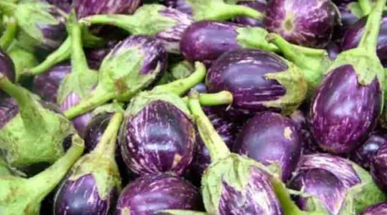 Brinjal Varieties Suitable for growing in Kharif in Uttarakhand (Plains and Hill)