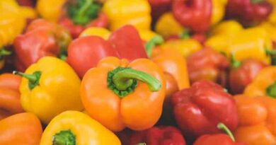 Capsicum Varieties Suitable for growing in Kharif in Uttarakhand (Hill)