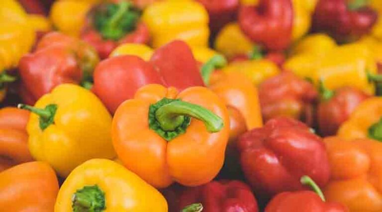Capsicum Varieties Suitable for growing in Kharif in Uttarakhand (Hill)