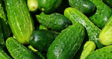 Cucumber Varieties Suitable for growing in Kharif in Uttarakhand (Plains & Hills)