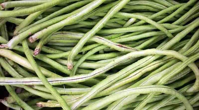 Frenchbean Varieties Suitable for growing in Kharif in Uttarakhand (Hill)
