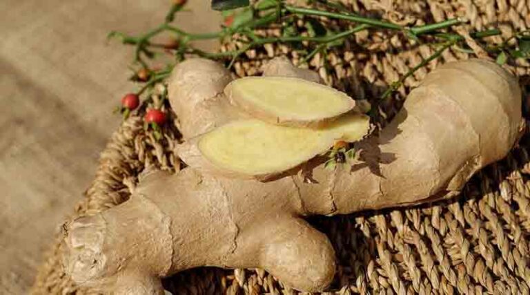 Ginger Varieties Suitable for growing in Kharif in Uttarakhand