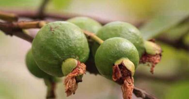 Guava Varieties Suitable for growing in Uttarakhand 