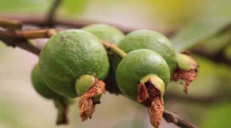 Guava Varieties Suitable for growing in Uttarakhand 