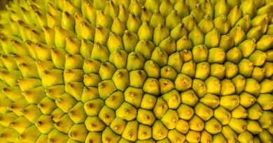 Jack Fruit Varieties Suitable for growing in Uttarakhand 