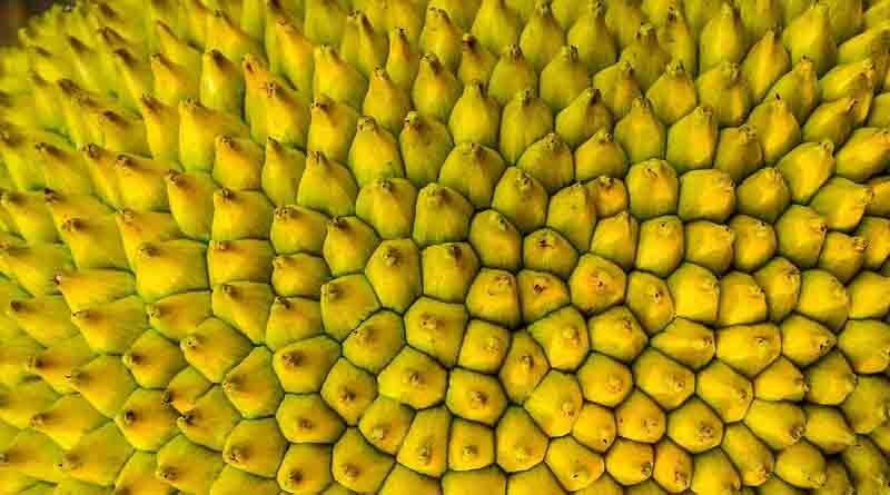 Jack Fruit Varieties Suitable for growing in Uttarakhand 