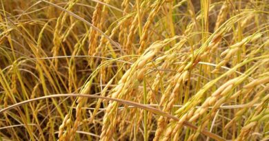 Haryana agriculture and farmers welfare department has launched a new and unique initiative