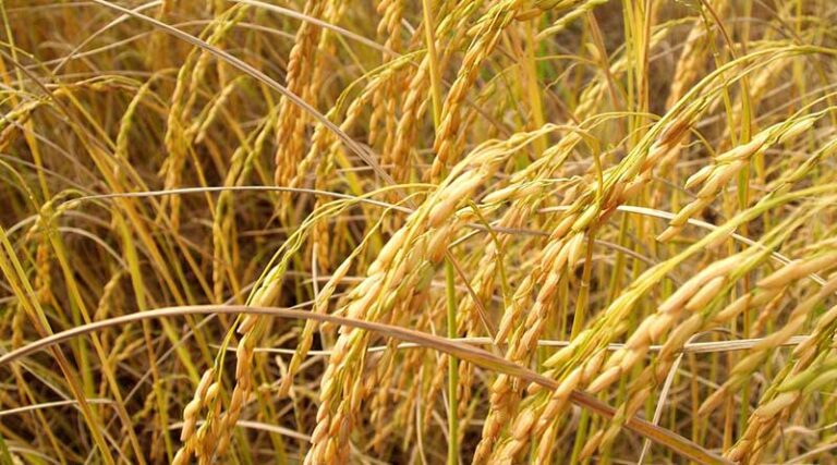 Haryana agriculture and farmers welfare department has launched a new and unique initiative