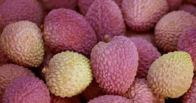 Litchi Varieties Suitable for growing in Uttarakhand 