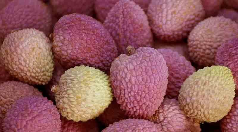 Litchi Varieties Suitable for growing in Uttarakhand 