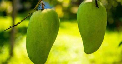 Mango Varieties Suitable for growing in Uttarakhand 