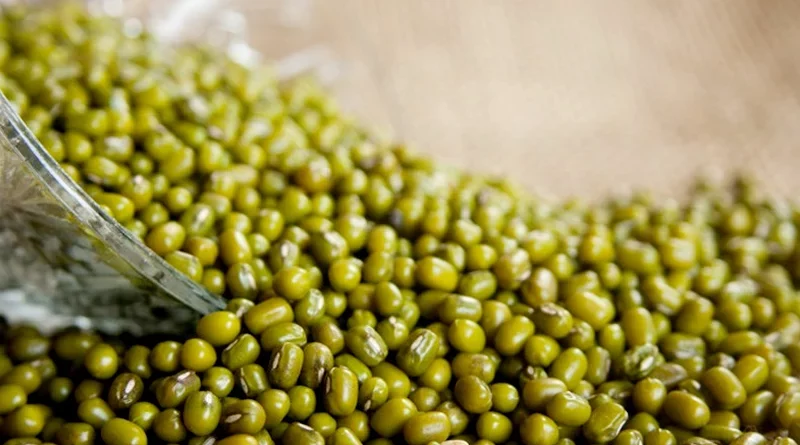 Moong Varieties Suitable for growing in Kharif in Uttarakhand (Tarai, Babhar and lower hills)
