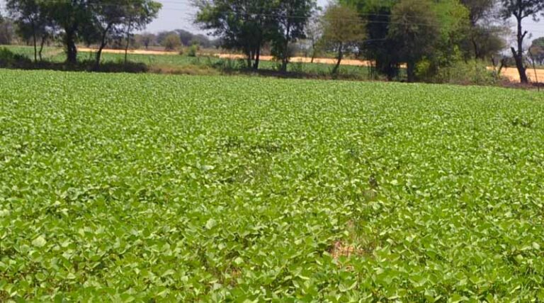 Now 40 quintals can be purchased under PSS per day per farmer in Madhya Pradesh