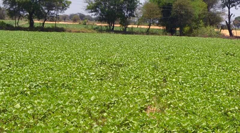 Now 40 quintals can be purchased under PSS per day per farmer in Madhya Pradesh