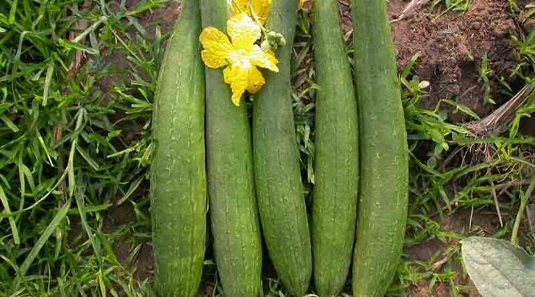 Sponge Gourd Varieties Suitable for growing in Kharif in Uttarakhand (Plains & Hills)
