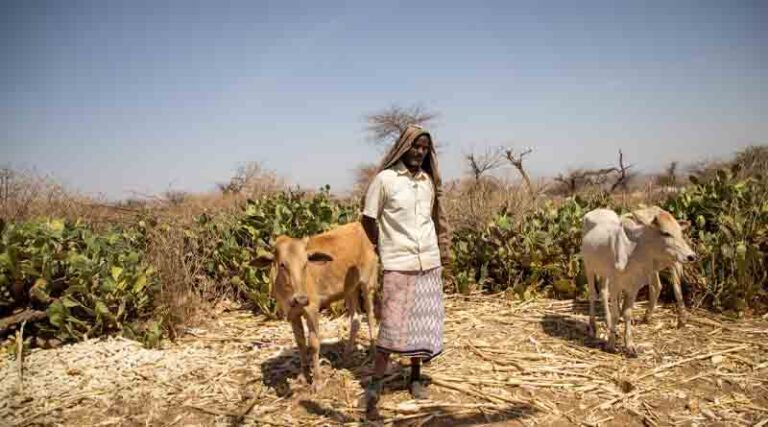 FAO welcomes $83 million USA contribution to emergency and resilience programmes