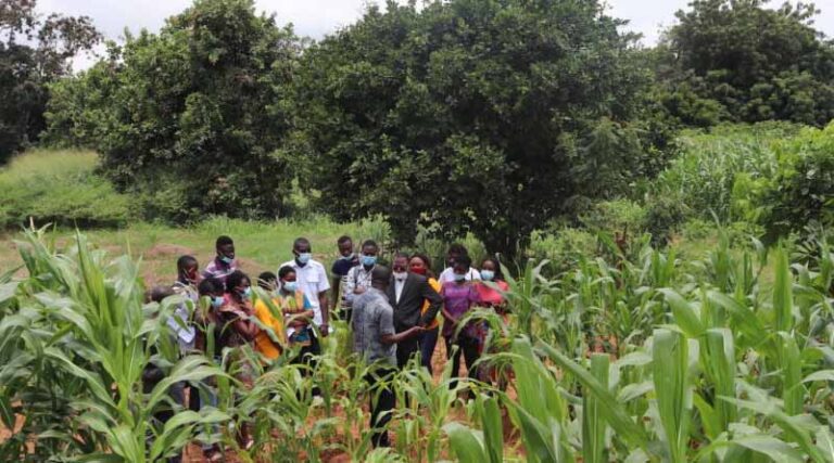 Balanced Fertilization: A Fulcrum For Sustainable Production Of Maize And Rice In Africa