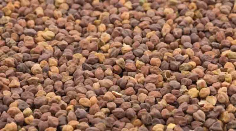 Cabinet approves disposal of Chana procured under Price Support Scheme
