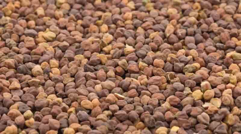Cabinet approves disposal of Chana procured under Price Support Scheme