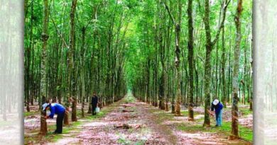 Enhancing the competitiveness of the rubber industry