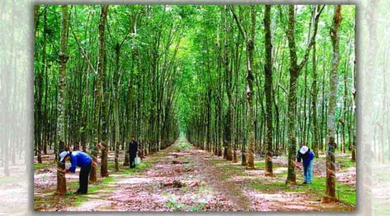 Enhancing the competitiveness of the rubber industry