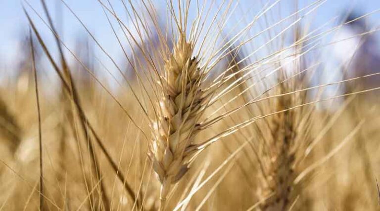 Addressing Inflation Requires Global Food Systems Transformation