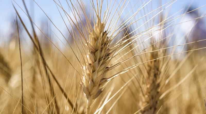 Addressing Inflation Requires Global Food Systems Transformation